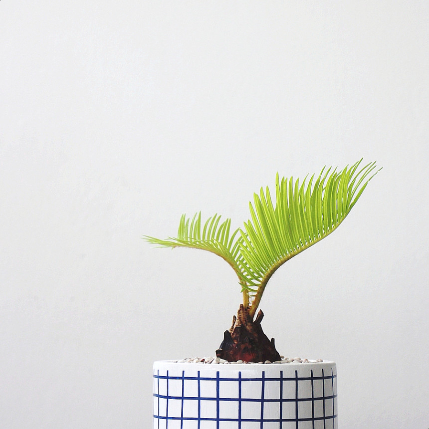 요즘 식물 입덕했어 멋진 식물 진짜 많아 | 인스티즈