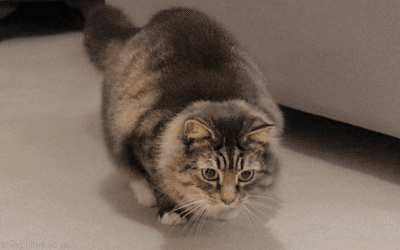 고양이...공격 전 자세..gif | 인스티즈