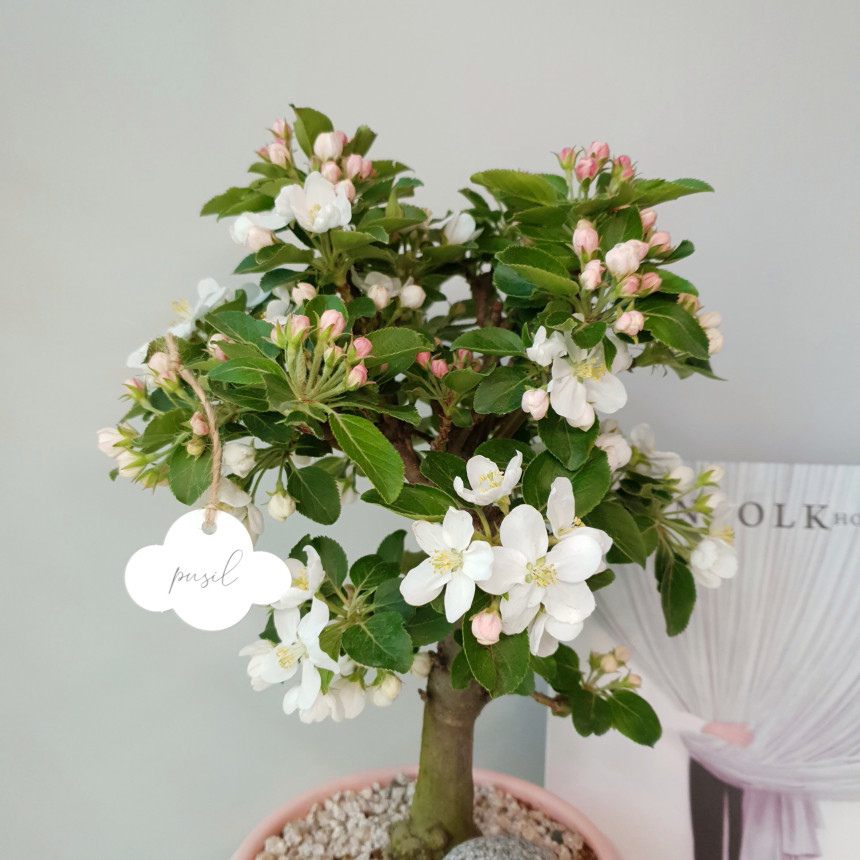 요즘 식물 입덕했어 멋진 식물 진짜 많아 | 인스티즈