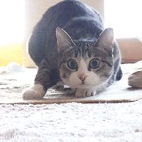 고양이...공격 전 자세..gif | 인스티즈