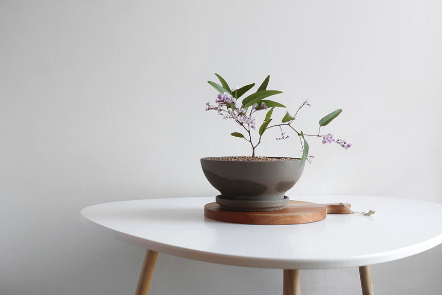 요즘 식물 입덕했어 멋진 식물 진짜 많아 | 인스티즈