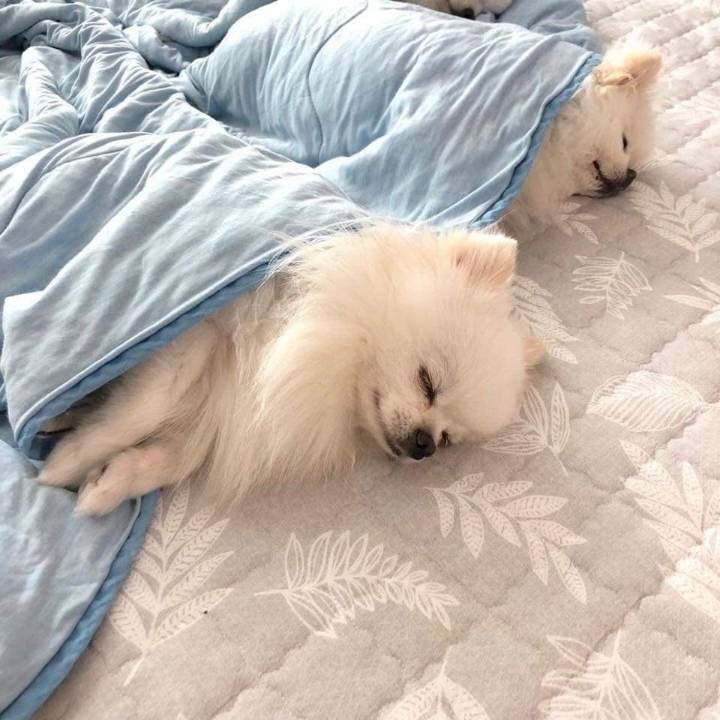 댕댕이용 치킨 시켜본 후기 | 인스티즈