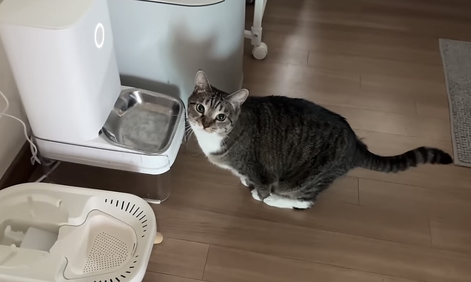 의외로(?) 안뚱쭝한 고양이 춘봉 | 인스티즈