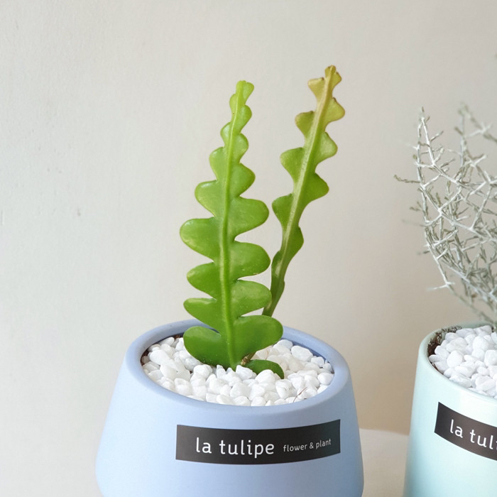 요즘 식물 입덕했어 멋진 식물 진짜 많아 | 인스티즈