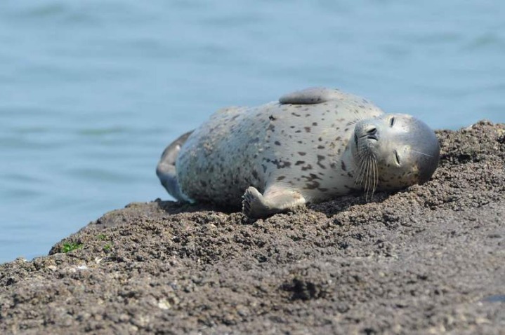 의외로 한국에 사는 동물 | 인스티즈
