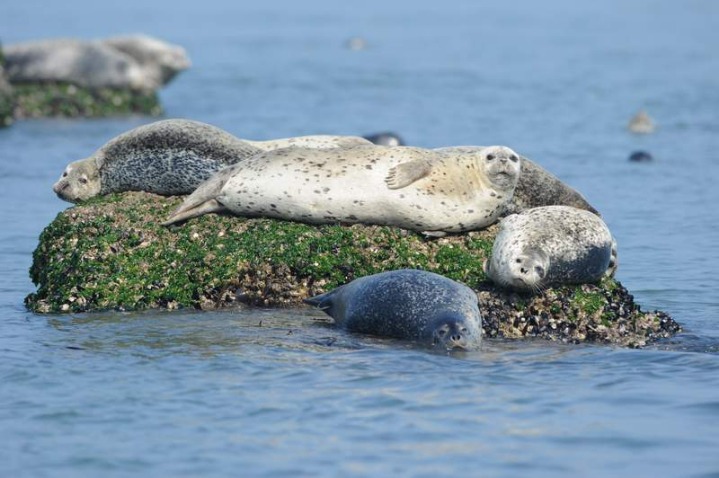 의외로 한국에 사는 동물 | 인스티즈