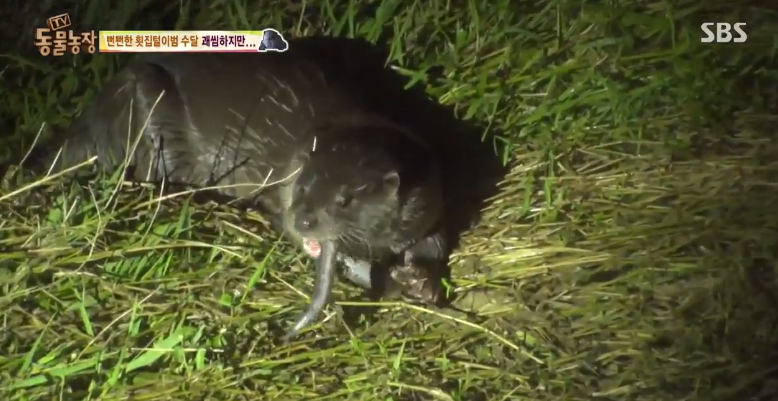 매일 생선털리는 횟집사장님 (Feat.달수) | 인스티즈