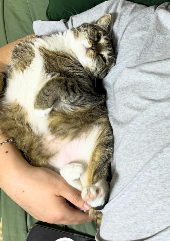 의외로(?) 안뚱쭝한 고양이 춘봉 | 인스티즈