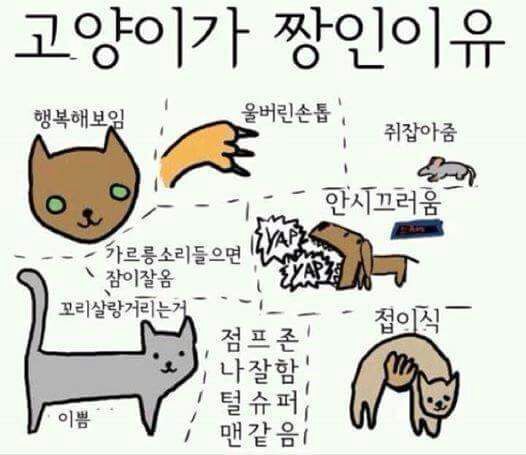 고양이랑 같이 자면 좋은 점 | 인스티즈