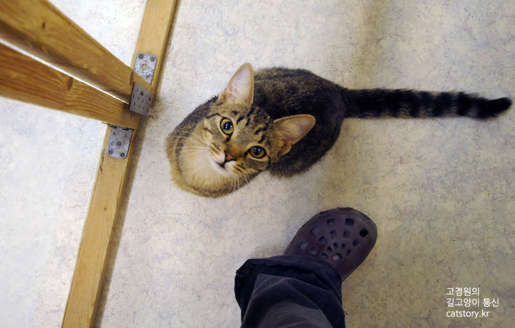 스웨덴의 고양이 보호소.bgm | 인스티즈