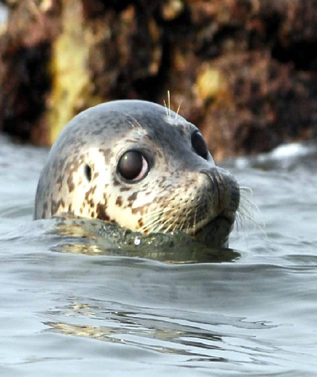 의외로 한국에 사는 동물 | 인스티즈