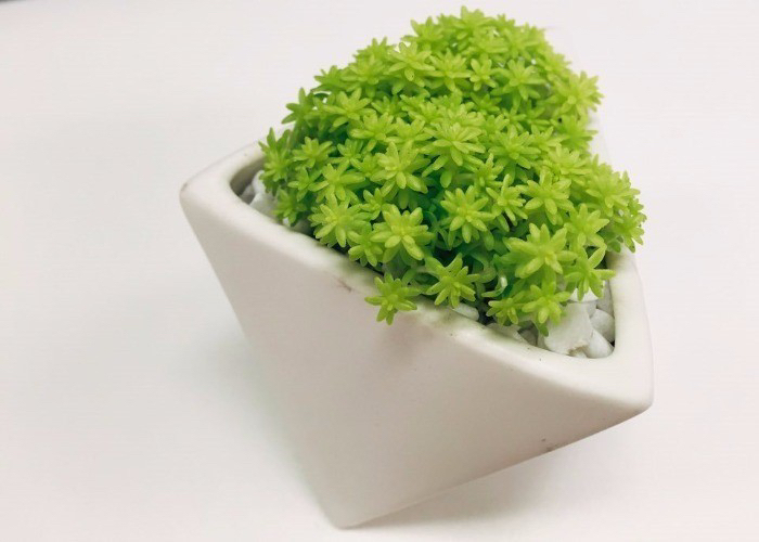 요즘 식물 입덕했어 멋진 식물 진짜 많아 | 인스티즈