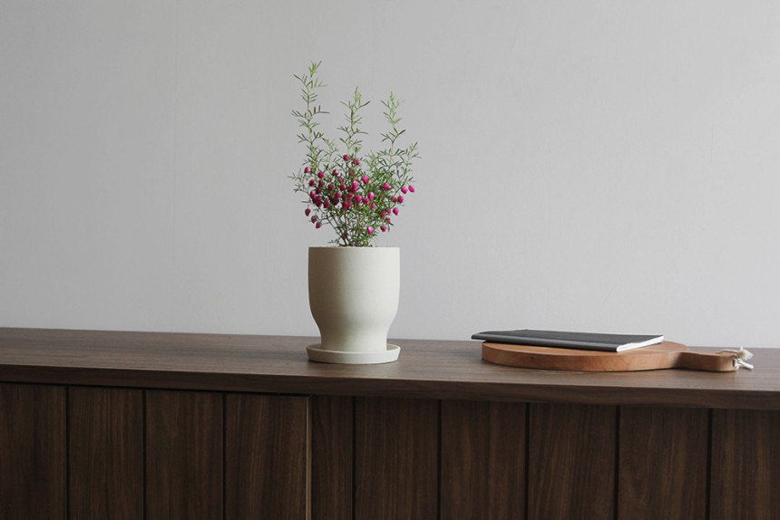 요즘 식물 입덕했어 멋진 식물 진짜 많아 | 인스티즈