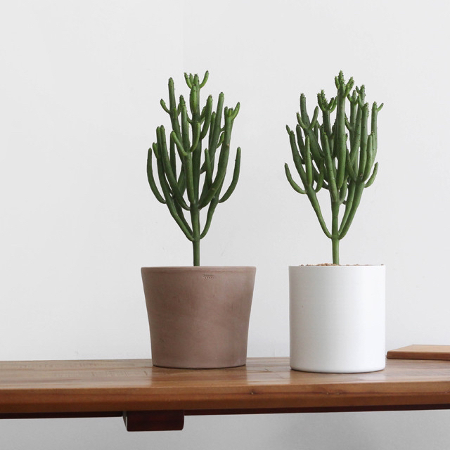 요즘 식물 입덕했어 멋진 식물 진짜 많아 | 인스티즈