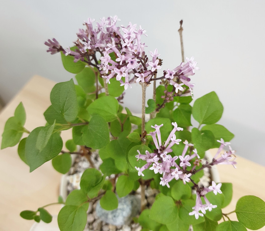 요즘 식물 입덕했어 멋진 식물 진짜 많아 | 인스티즈