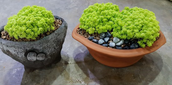 요즘 식물 입덕했어 멋진 식물 진짜 많아 | 인스티즈