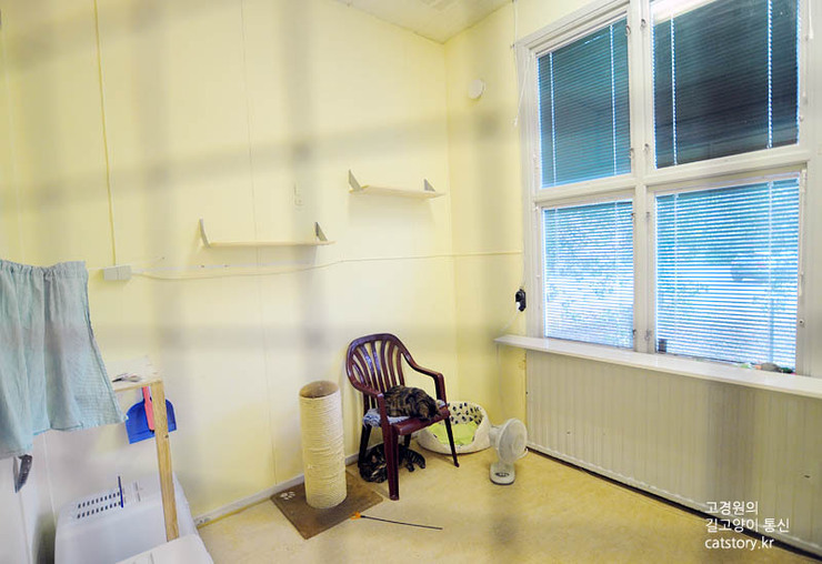 스웨덴의 고양이 보호소.bgm | 인스티즈