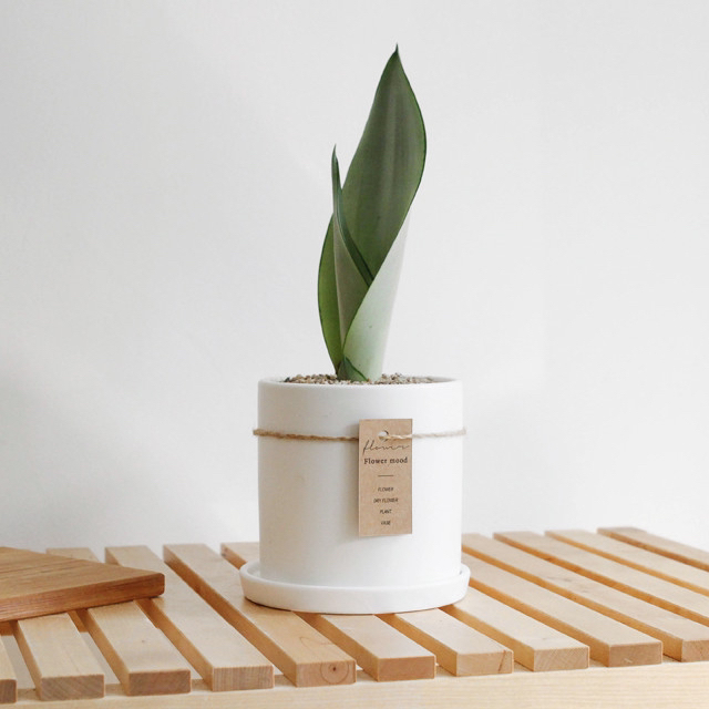 요즘 식물 입덕했어 멋진 식물 진짜 많아 | 인스티즈