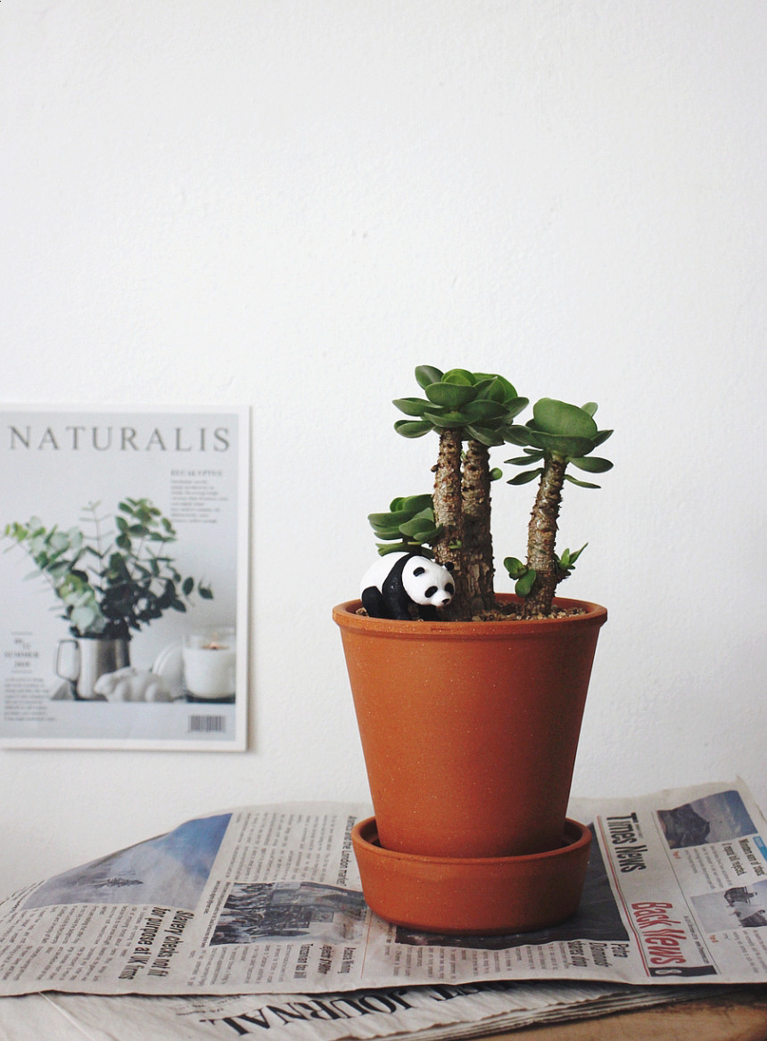 요즘 식물 입덕했어 멋진 식물 진짜 많아 | 인스티즈