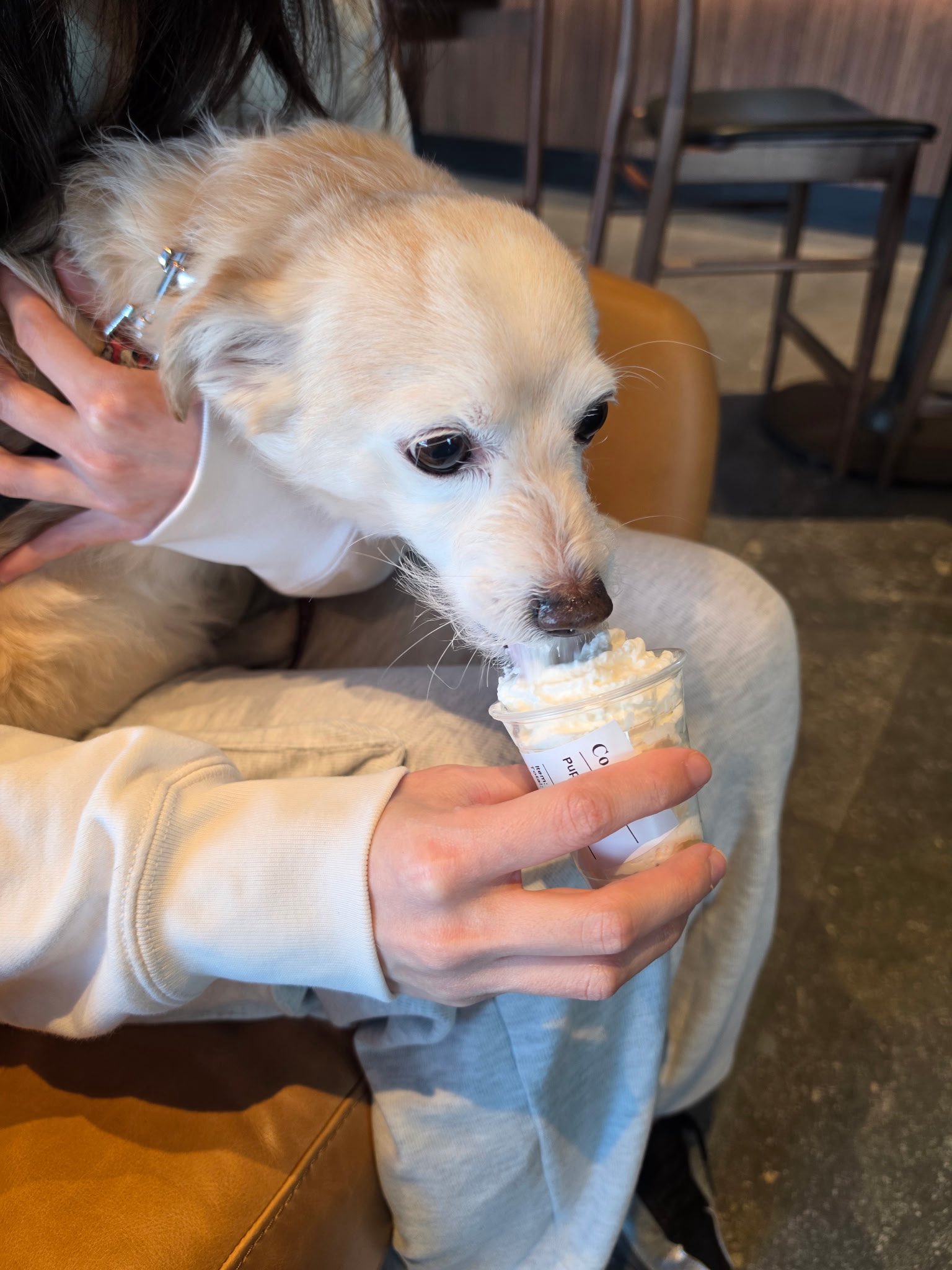 스벅에서 주는 퍼푸치노 너무 좋아서 물개된 강아디 | 인스티즈