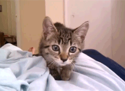 고양이...공격 전 자세..gif | 인스티즈