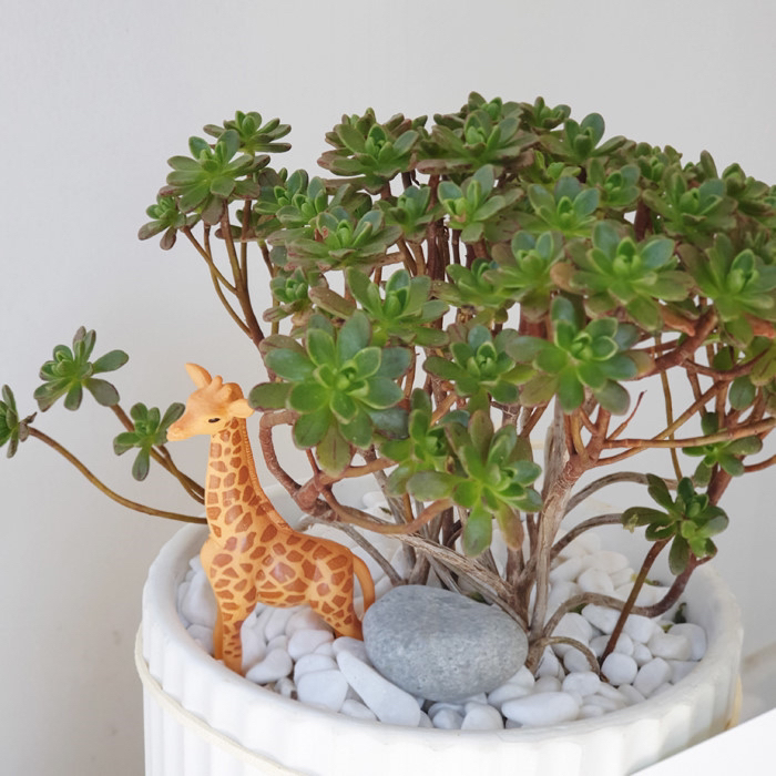 요즘 식물 입덕했어 멋진 식물 진짜 많아 | 인스티즈