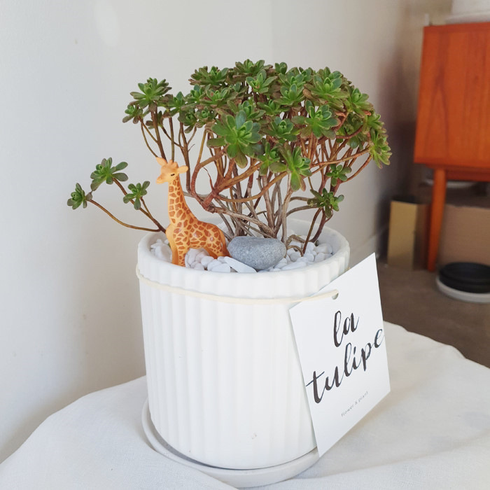 요즘 식물 입덕했어 멋진 식물 진짜 많아 | 인스티즈