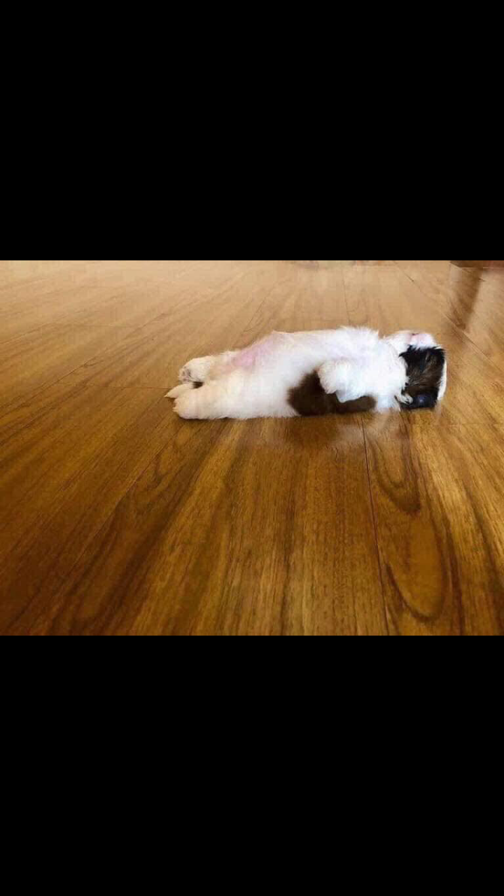 강아지가 잠을 이상하게 자요ㅜ ㅜ | 인스티즈