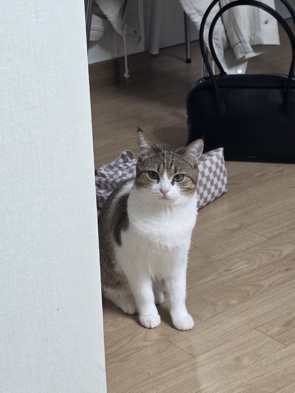 자동 장난감으론 우리 고양이 만족을 못 시키네.. | 인스티즈