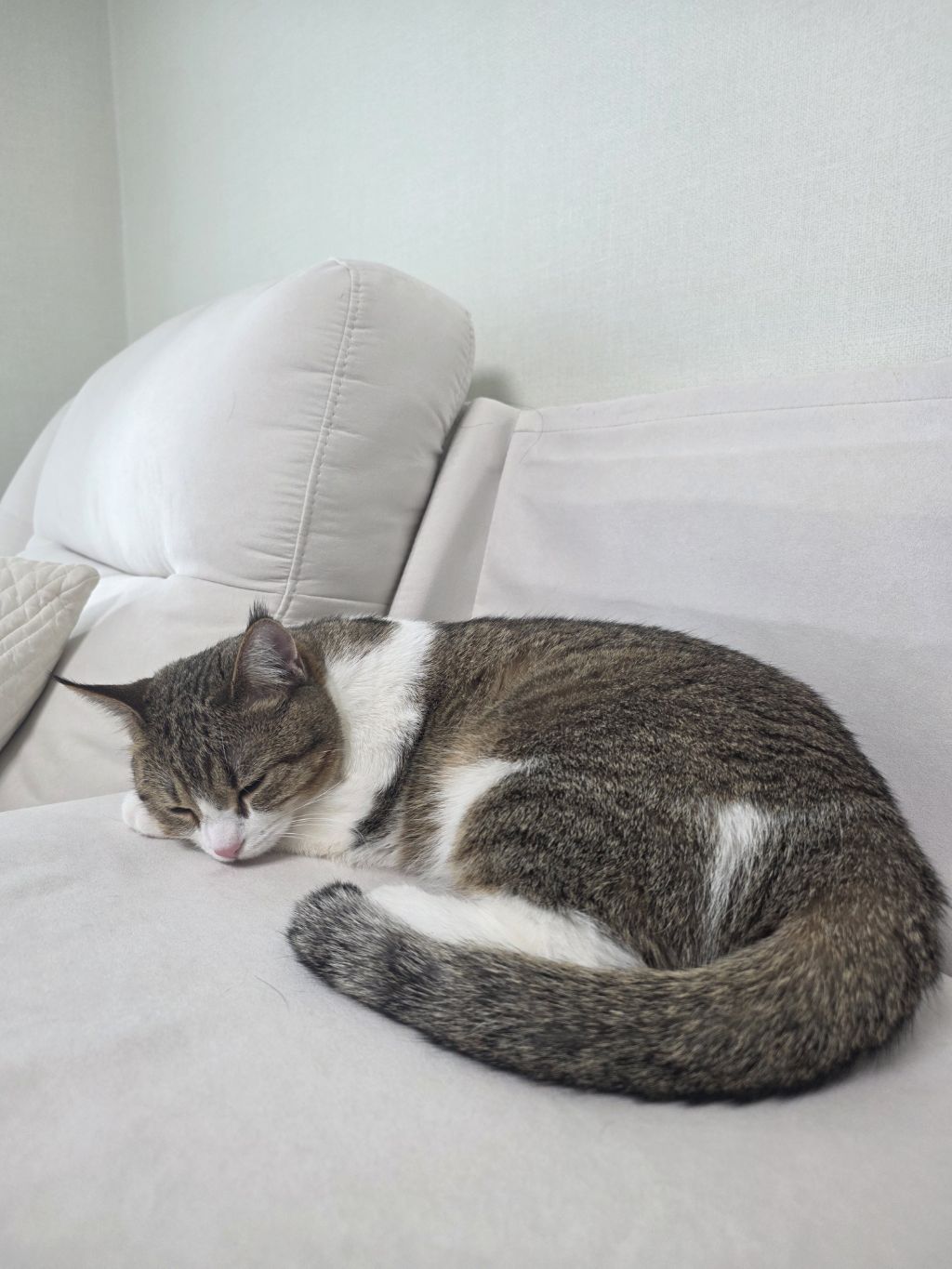 자동 장난감으론 우리 고양이 만족을 못 시키네.. | 인스티즈