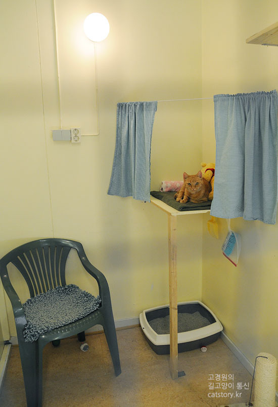 스웨덴의 고양이 보호소.bgm | 인스티즈