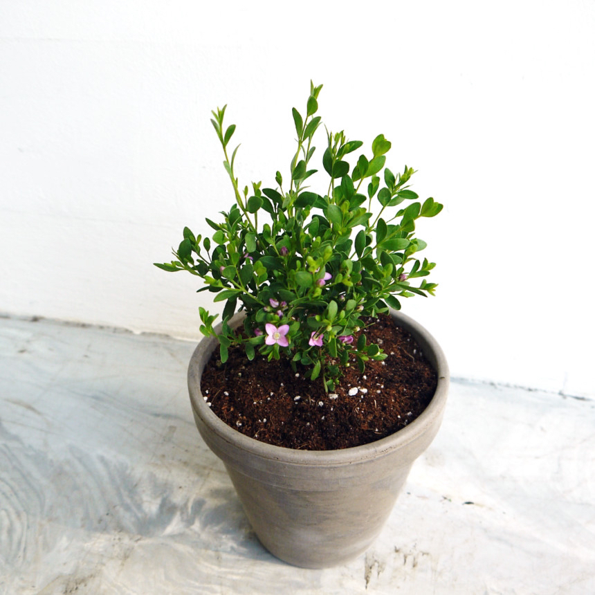 요즘 식물 입덕했어 멋진 식물 진짜 많아 | 인스티즈