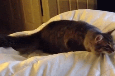 고양이...공격 전 자세..gif | 인스티즈