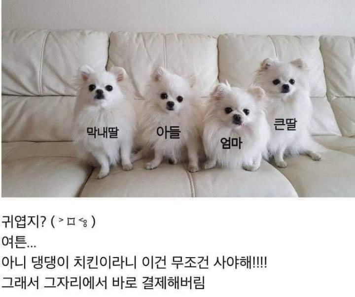 댕댕이용 치킨 시켜본 후기 | 인스티즈