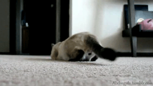 고양이...공격 전 자세..gif | 인스티즈