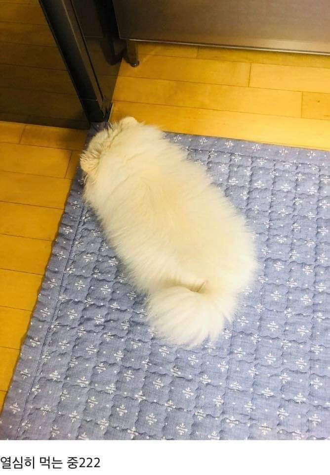 댕댕이용 치킨 시켜본 후기 | 인스티즈