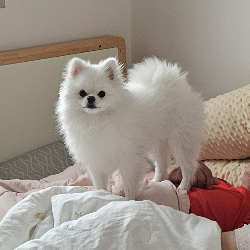 아침 7시에 사람 일어날 때까지 배 밟고 서있는거 진심 싸패같고 개웃기다 | 인스티즈