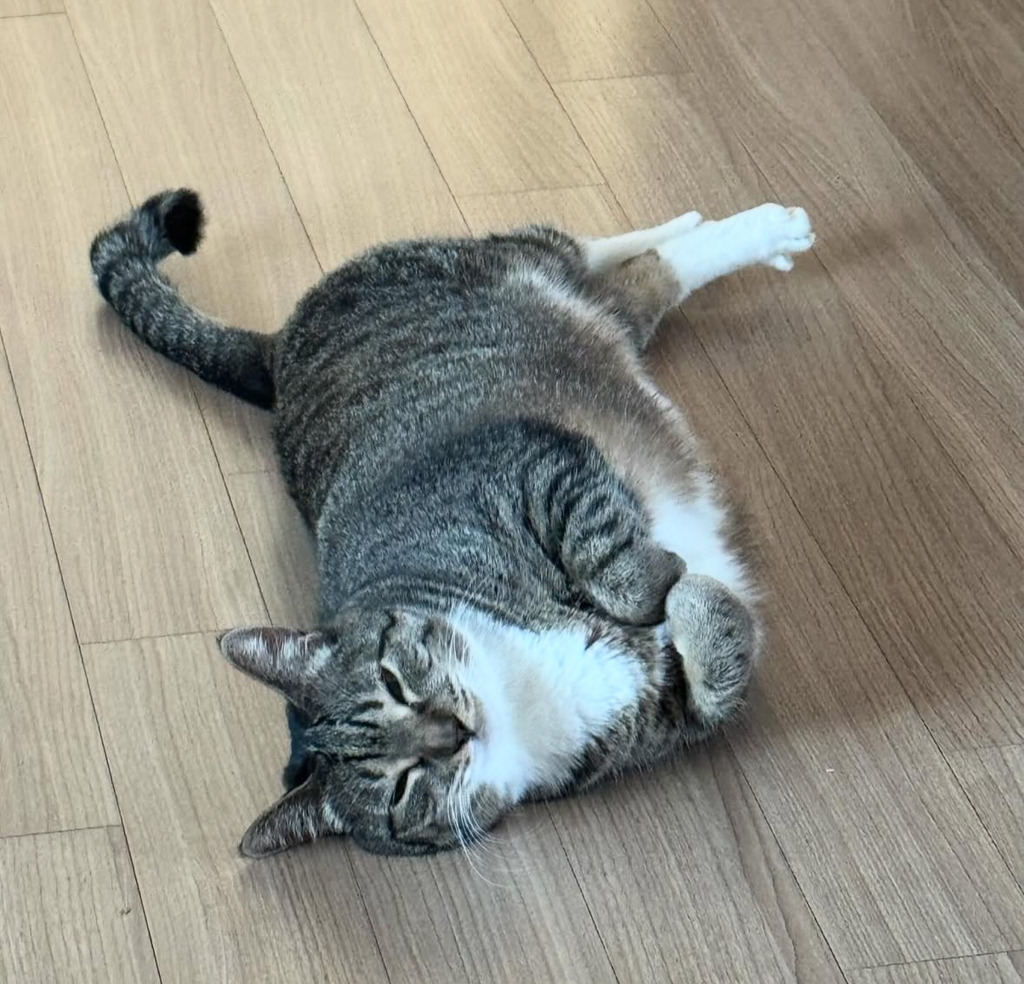 의외로(?) 안뚱쭝한 고양이 춘봉 | 인스티즈