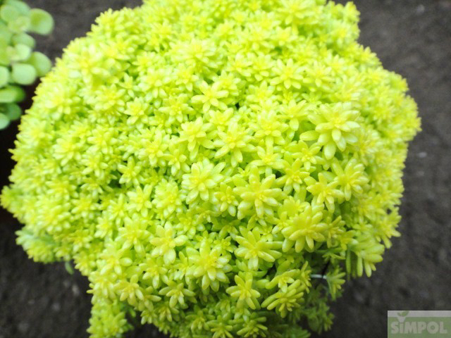 요즘 식물 입덕했어 멋진 식물 진짜 많아 | 인스티즈