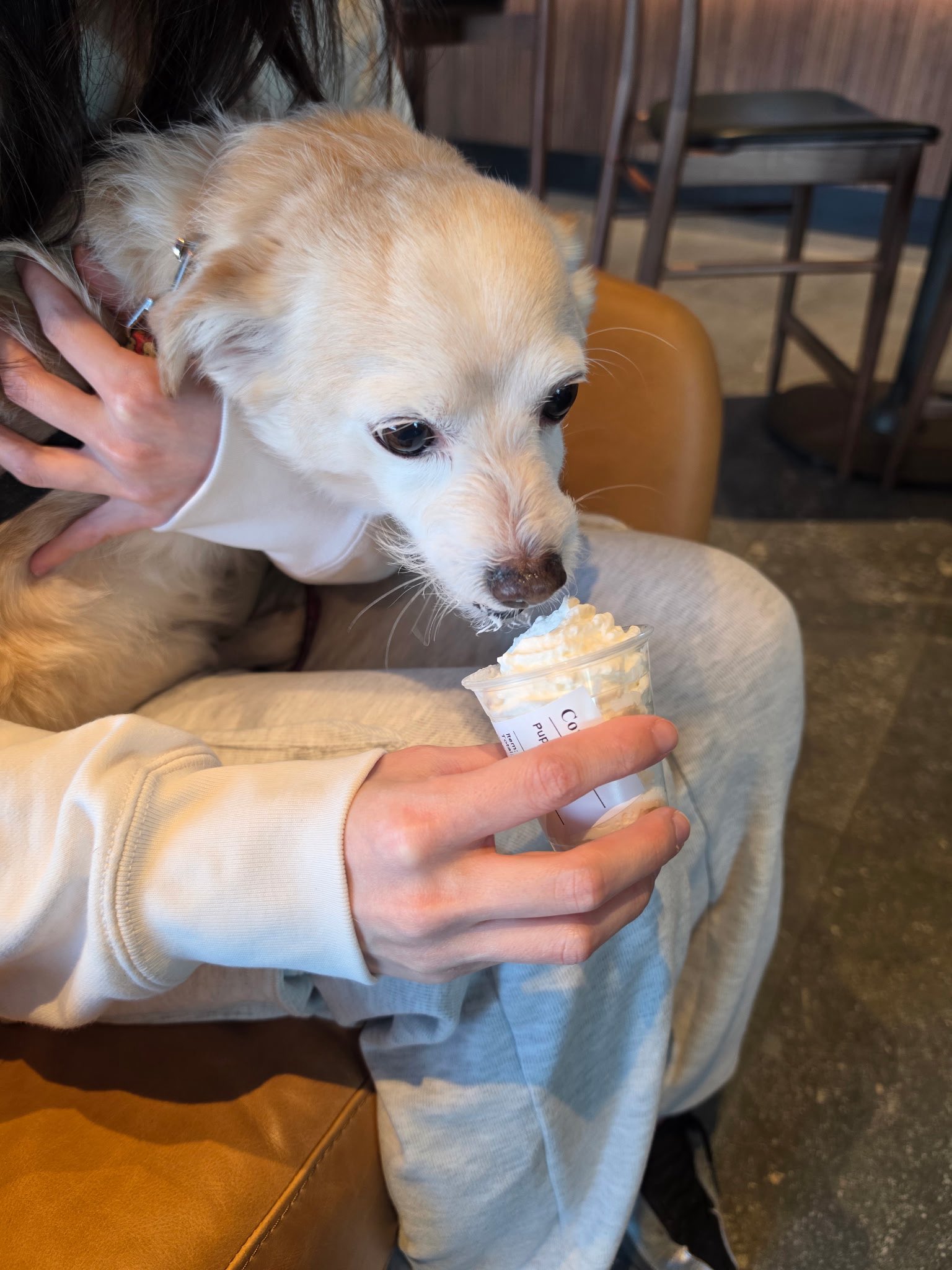 스벅에서 주는 퍼푸치노 너무 좋아서 물개된 강아디 | 인스티즈