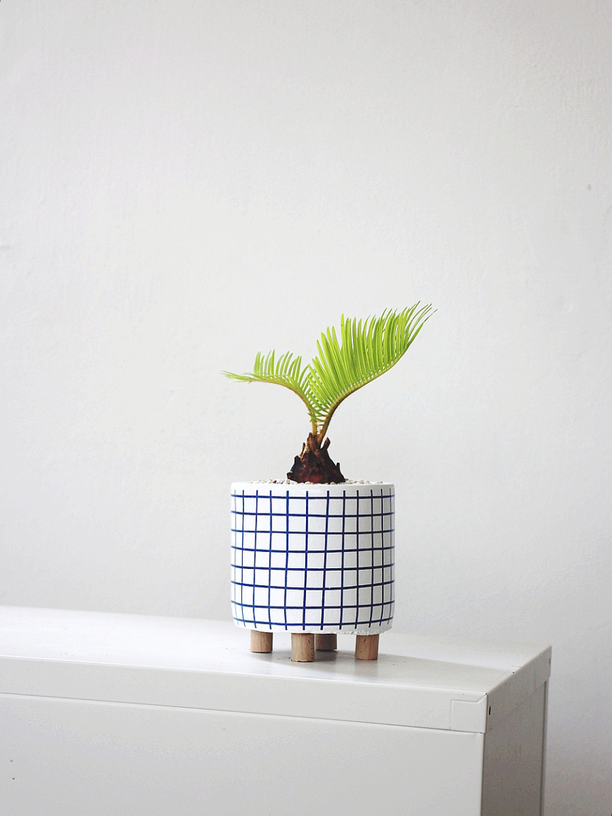 요즘 식물 입덕했어 멋진 식물 진짜 많아 | 인스티즈