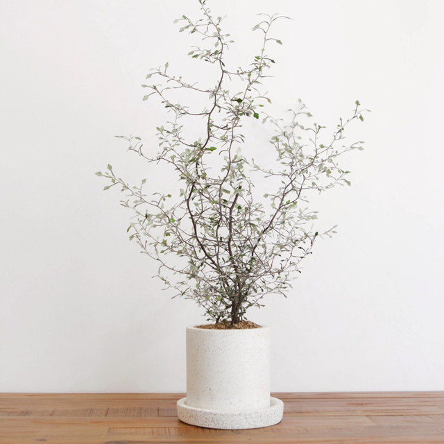 요즘 식물 입덕했어 멋진 식물 진짜 많아 | 인스티즈