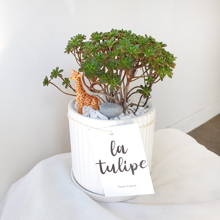 요즘 식물 입덕했어 멋진 식물 진짜 많아 | 인스티즈