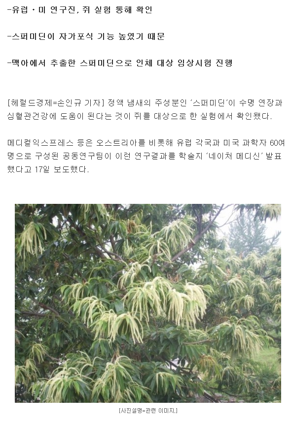 정액 냄새 성분 '스퍼미딘', 수명 연장ㆍ심혈관 건강에 도움된다 | 인스티즈