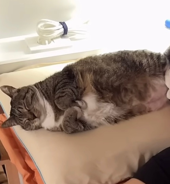 의외로(?) 안뚱쭝한 고양이 춘봉 | 인스티즈