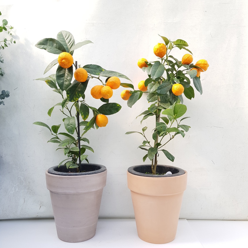 요즘 식물 입덕했어 멋진 식물 진짜 많아 | 인스티즈