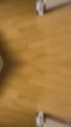 앞머리가 귀여운 아기고양이의 성장 | 인스티즈