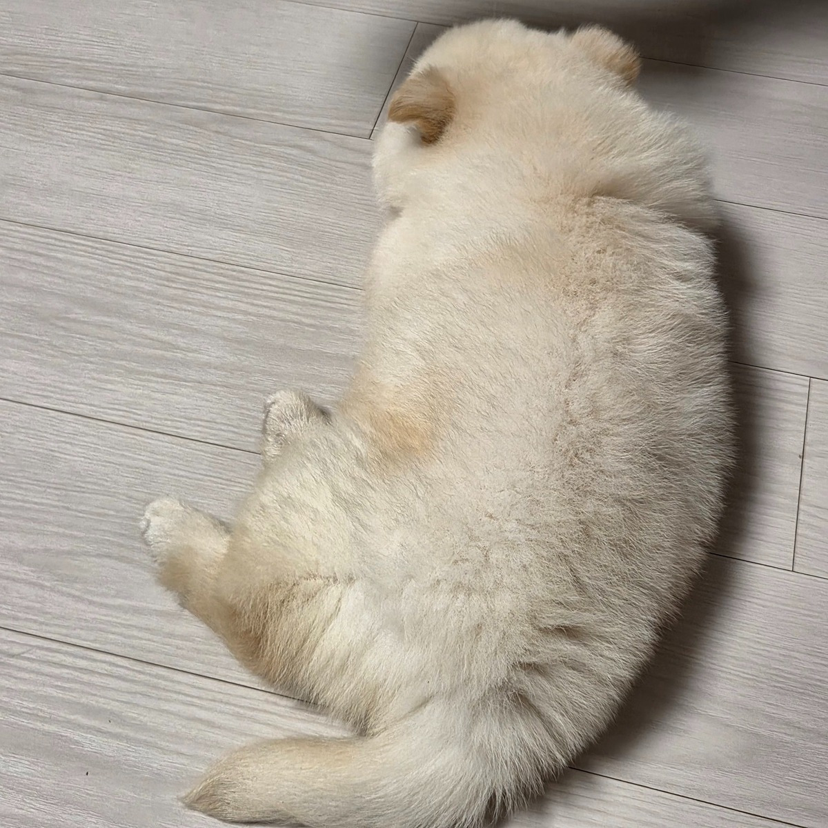 새끼 진도 믹스 | 인스티즈