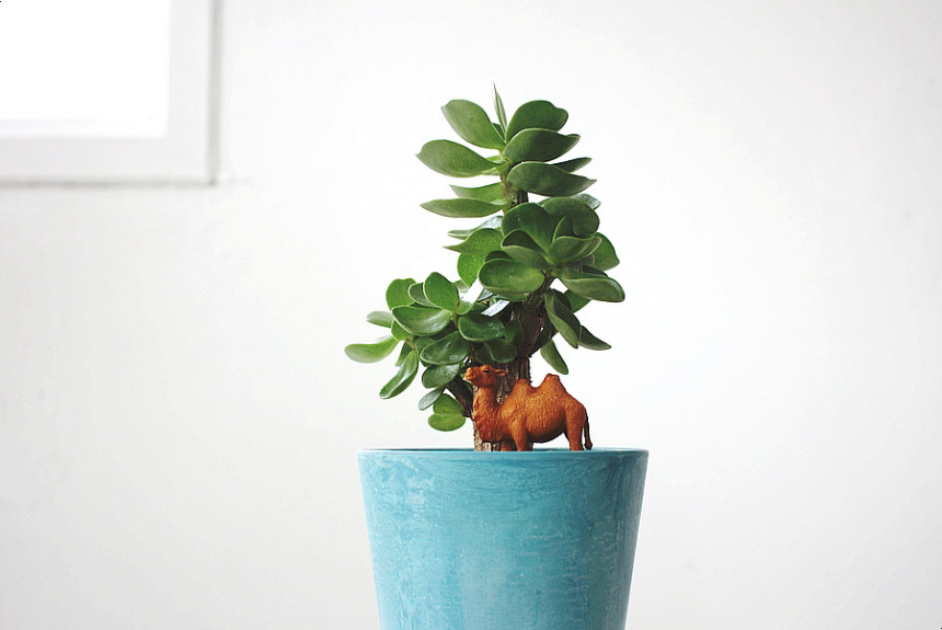 요즘 식물 입덕했어 멋진 식물 진짜 많아 | 인스티즈