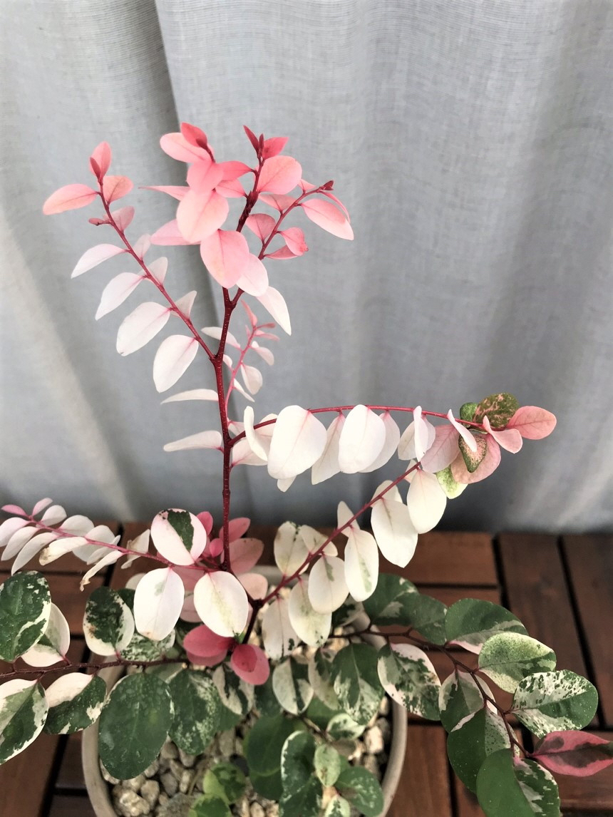 요즘 식물 입덕했어 멋진 식물 진짜 많아 | 인스티즈